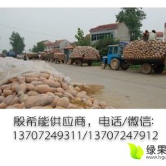 湖北蔬菜基地 王中王 美玉南瓜 品种正在上应