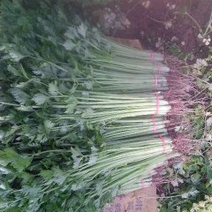 东昌府于集李登彬6月山芹芹菜