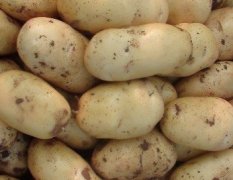 2016平度土豆今年价格有看点