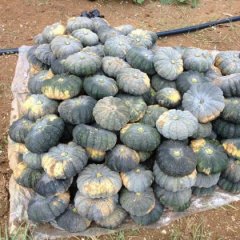 上林本村现有香粉一号南瓜（新品种）15万斤左右