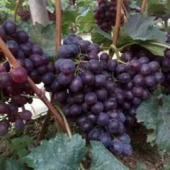 饶阳老刘老刘6月红宝石无核葡萄