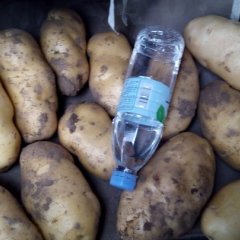 定州南城陈现荣6月荷兰十五土豆