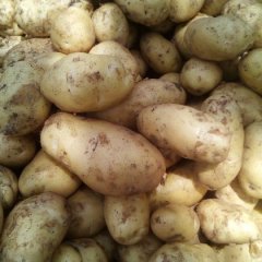 安丘土豆著名品种,山东赵刚诚信合作