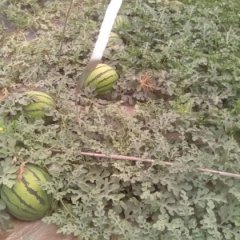 清苑县清凉城京欣西瓜10斤