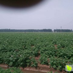 高青高城李在攀6月荷兰十五土豆