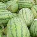 乌拉特前旗黑柳岳先生6月花皮西瓜上市