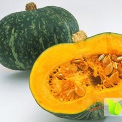 2016乌拉特前旗南瓜现在订货有惊喜