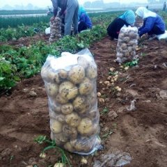 “关外土豆第一乡” 辽宁南票早大白土豆