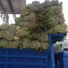西安芹菜大量上市，现在处于滞销