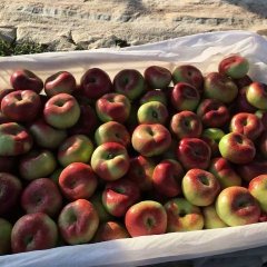 陕西大荔盘桃油桃绿色无公害