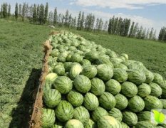 新疆西瓜种植基地