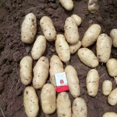 昌邑荷兰十五土豆，初期货，质量个头稍小