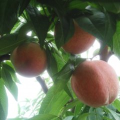 大荔蜜桃名扬天下,两宜张军阳诚信合作