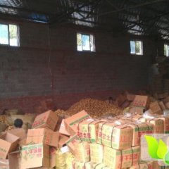 平度南塔张波清6月荷兰十五土豆