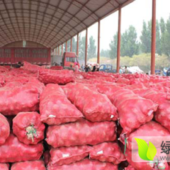 2016靖远洋葱俏销大江南北