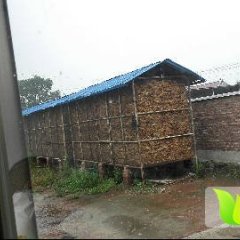 辽宁辽阳非转基因早熟品种玉米，10万斤左右