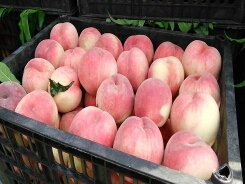 大荔范家翟军峰7月北京八号大型毛桃