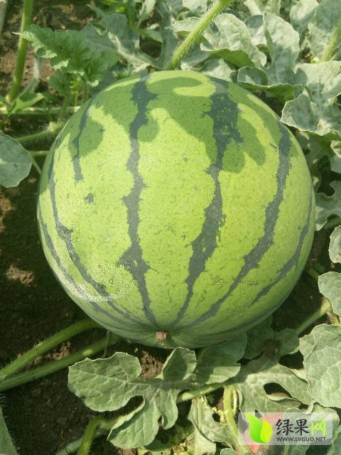 2016年江苏沭阳京欣价格
