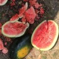 湖北宜城黑美人西瓜香甜可口