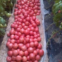 河南中牟硬粉西红柿绿色无公害