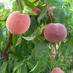 临猗蜜桃 突围桃是近年来新的品种