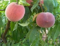 临猗蜜桃 突围桃是近年来新的品种