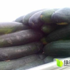 2016郯城冬瓜抓住商机无限