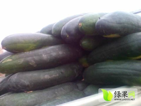 2016年山东郯城子弹头黑皮冬瓜价格