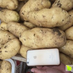 2016平度土豆走过路过不要错过