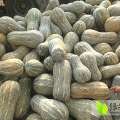 2016嘉鱼南瓜收购工作全面开展