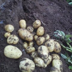 高青土豆香甜可口,花沟陈晓诚信合作