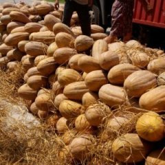 湖北嘉鱼密本南瓜长势旺盛