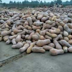 湖北嘉鱼日本小南瓜聚焦市场