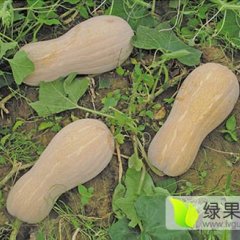 2016嘉鱼南瓜走过路过不要错过