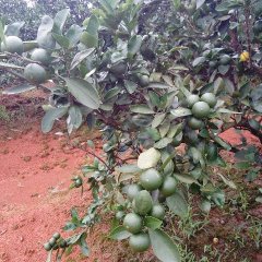 富川柑橘 本地特早柑桔7月左右上市了