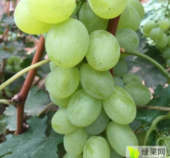 2016年河北饶阳维多利亚价格
