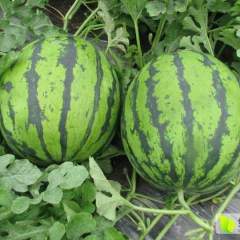 大荔西瓜已全面上市