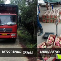 桃子、枣阳桃子批发、桃子代办