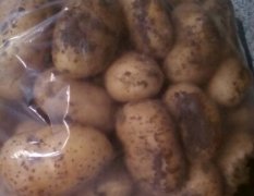 河南郏县土豆已成熟