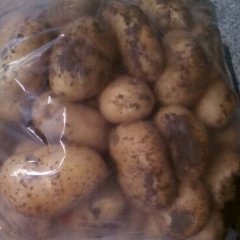 河南郏县土豆已成熟