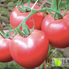隆化示范基地以色列西红柿汉姆1号，进口品种