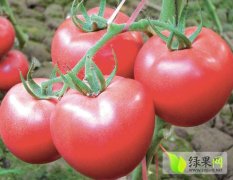 隆化示范基地以色列西红柿汉姆1号，进口品种