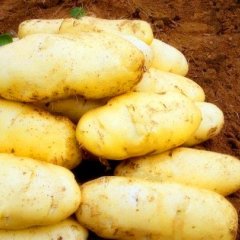 诚信行天下--平度土豆火热上市青岛刚磊农民合作