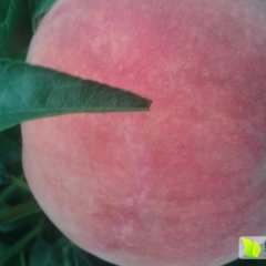 陕西大荔北京八号毛桃蜜桃香甜可口