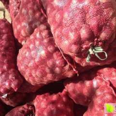 河南许昌红皮洋葱欢迎合作