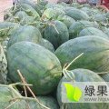 山东冠县龙卷风西瓜名扬天下