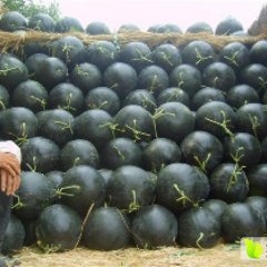 2016大荔西瓜值得出手