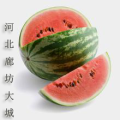 2016河北西瓜值得出手