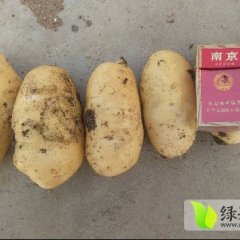 平度土豆欢迎合作,郭庄杨焕聪诚信合作