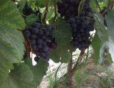 河北威县夏黑葡萄著名品种